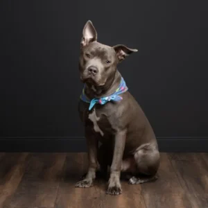 Moody, Dramatic, Vogue-Style Pet Portraits