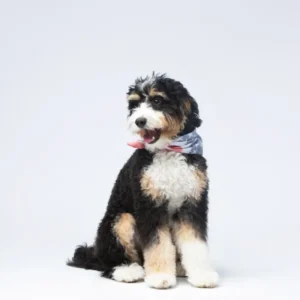 What Our Pets Teach Us About Presence in Front of the Camera