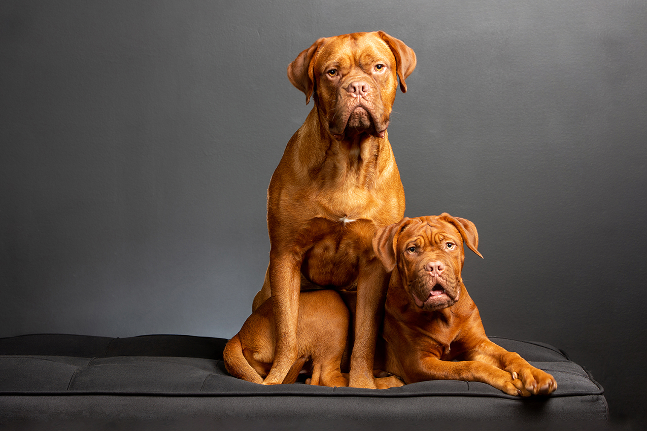 Andrew,Mando&Rhogan-4610-2a copy